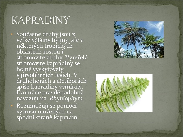 KAPRADINY • Současné druhy jsou z velké většiny byliny, ale v některých tropických oblastech