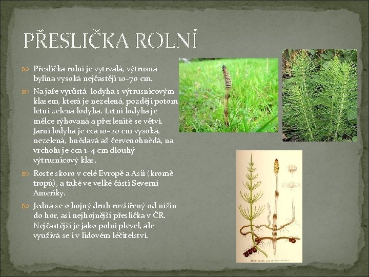 PŘESLIČKA ROLNÍ Přeslička rolní je vytrvalá, výtrusná bylina vysoká nejčastěji 10– 70 cm. Na