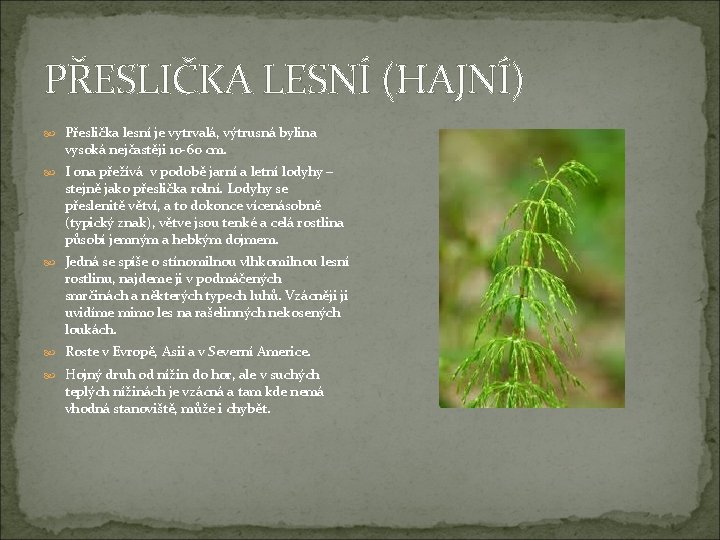 PŘESLIČKA LESNÍ (HAJNÍ) Přeslička lesní je vytrvalá, výtrusná bylina vysoká nejčastěji 10 -60 cm.