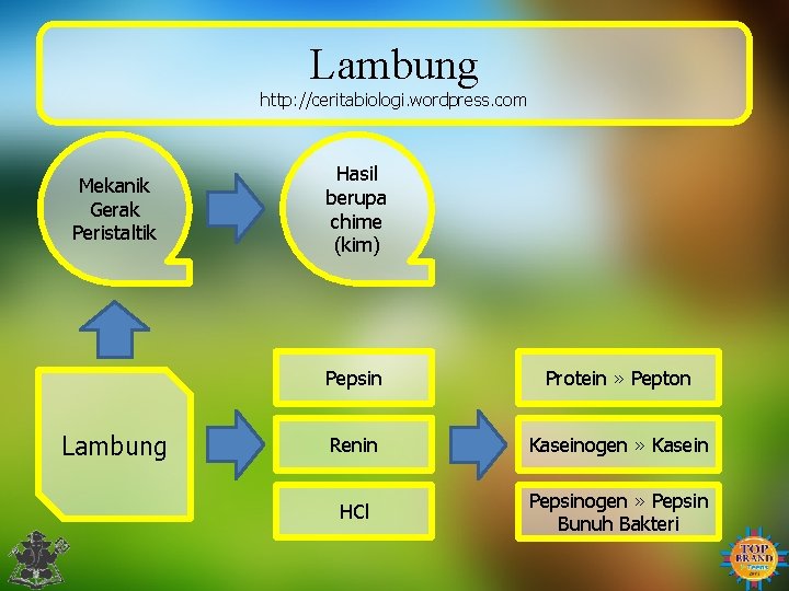 Lambung http: //ceritabiologi. wordpress. com Mekanik Gerak Peristaltik Lambung Hasil berupa chime (kim) Pepsin
