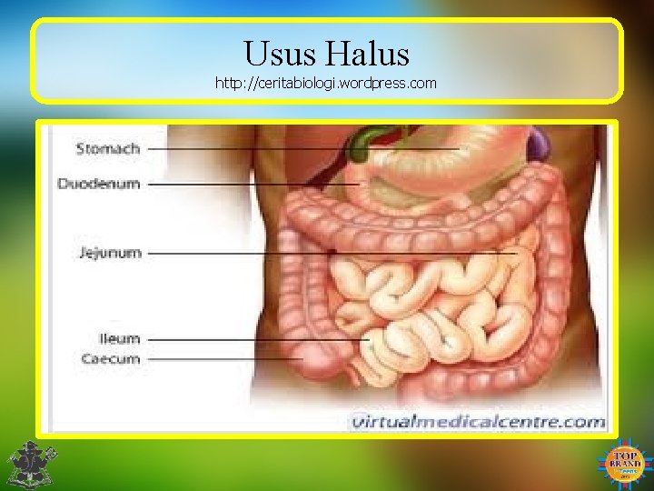 Usus Halus http: //ceritabiologi. wordpress. com 