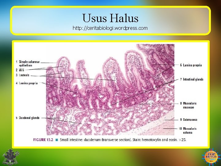 Usus Halus http: //ceritabiologi. wordpress. com 