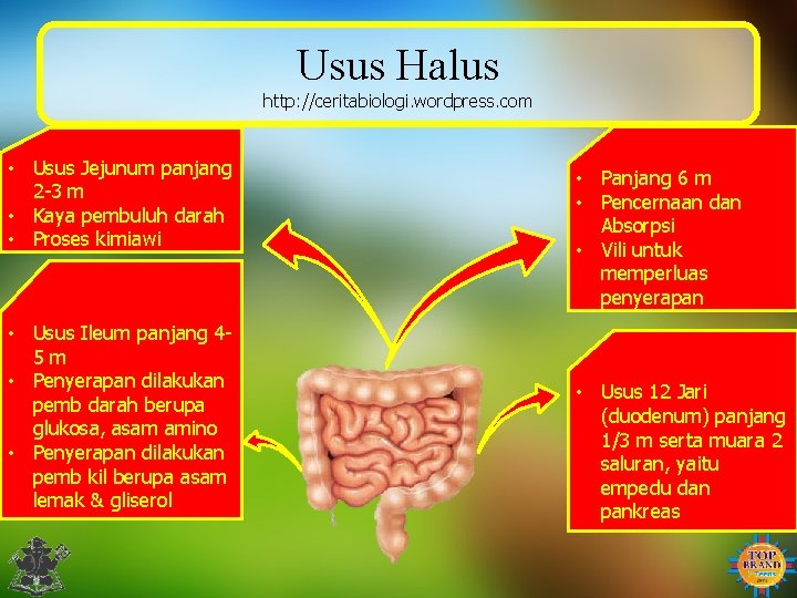 Usus Halus http: //ceritabiologi. wordpress. com • Usus Jejunum panjang 2 -3 m •