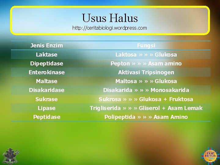 Usus Halus http: //ceritabiologi. wordpress. com Jenis Enzim Fungsi Laktase Laktosa » » »