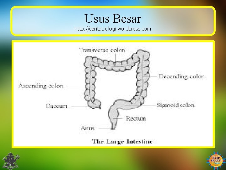 Usus Besar http: //ceritabiologi. wordpress. com 
