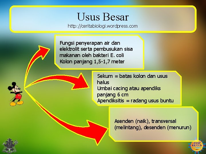 Usus Besar http: //ceritabiologi. wordpress. com Fungsi penyerapan air dan elektrolit serta pembusukan sisa