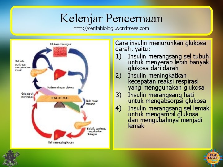 Kelenjar Pencernaan http: //ceritabiologi. wordpress. com Cara insulin menurunkan glukosa darah, yaitu: 1) Insulin