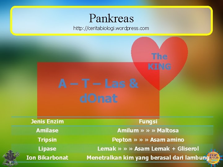 Pankreas http: //ceritabiologi. wordpress. com The KING A – T – Las & d.