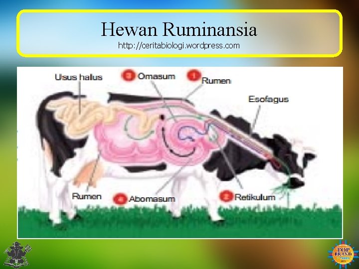 Hewan Ruminansia http: //ceritabiologi. wordpress. com 