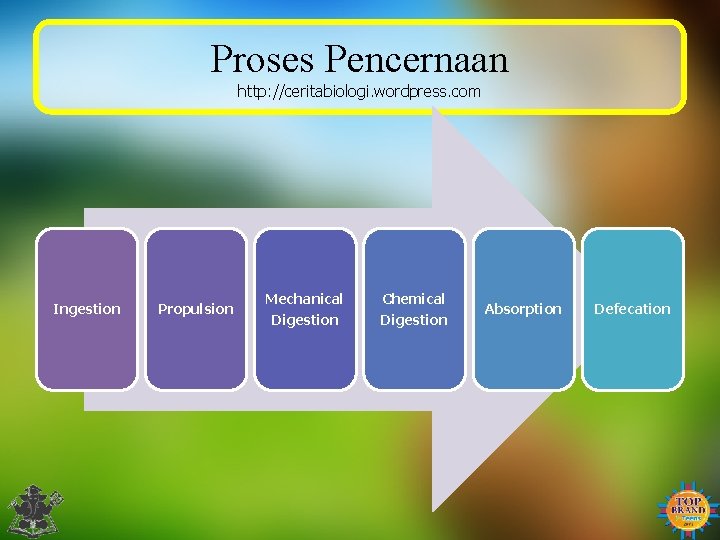 Proses Pencernaan http: //ceritabiologi. wordpress. com Ingestion Propulsion Mechanical Digestion Chemical Digestion Absorption Defecation