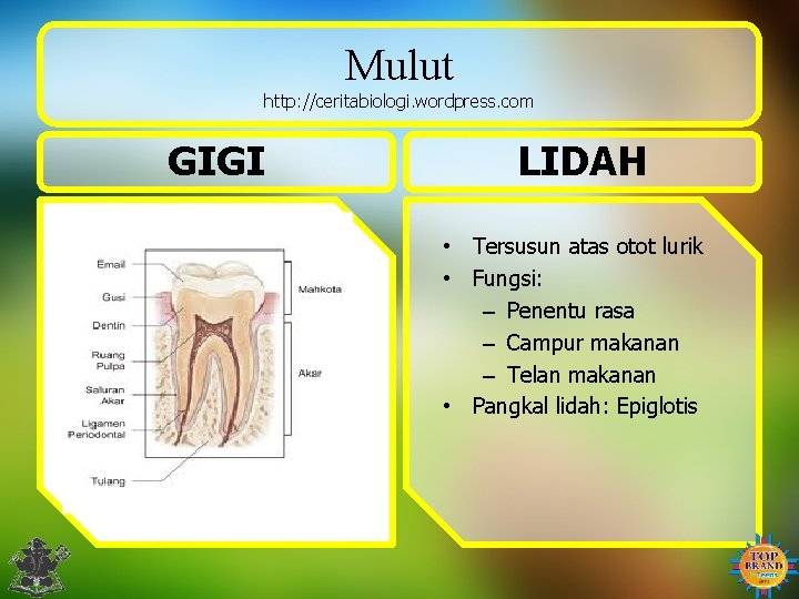 Mulut http: //ceritabiologi. wordpress. com GIGI LIDAH • Tersusun atas otot lurik • Fungsi: