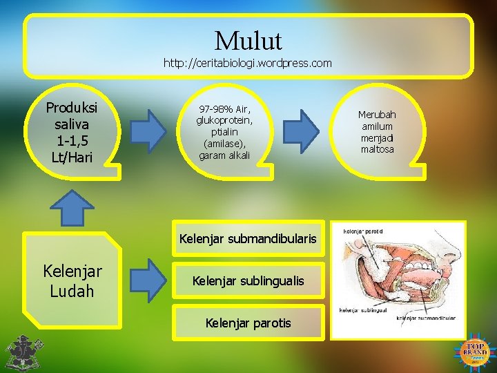 Mulut http: //ceritabiologi. wordpress. com Produksi saliva 1 -1, 5 Lt/Hari 97 -98% Air,