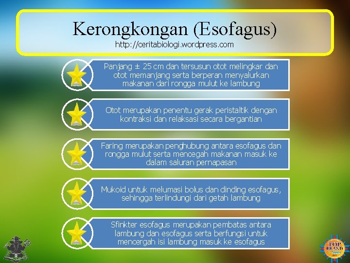 Kerongkongan (Esofagus) http: //ceritabiologi. wordpress. com Panjang ± 25 cm dan tersusun otot melingkar