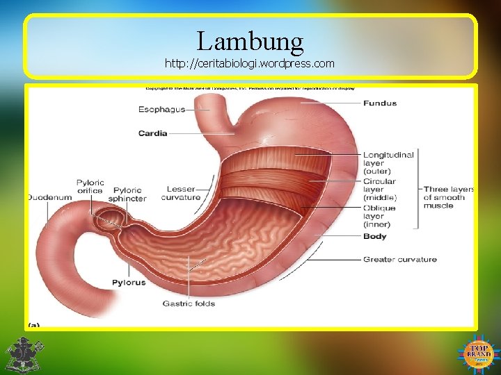 Lambung http: //ceritabiologi. wordpress. com 
