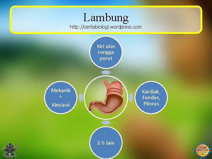 Lambung http: //ceritabiologi. wordpress. com Kiri atas rongga perut Mekanik + Kimiawi Kardiak, Fundus,