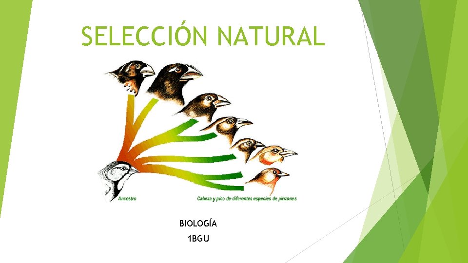 SELECCIÓN NATURAL BIOLOGÍA 1 BGU 