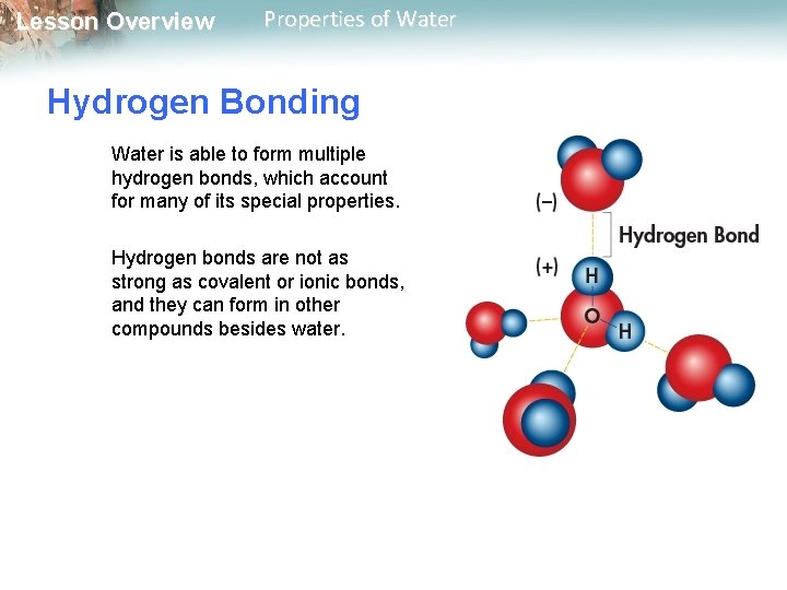 Lesson Overview Properties of Water Hydrogen Bonding Water is able to form multiple hydrogen