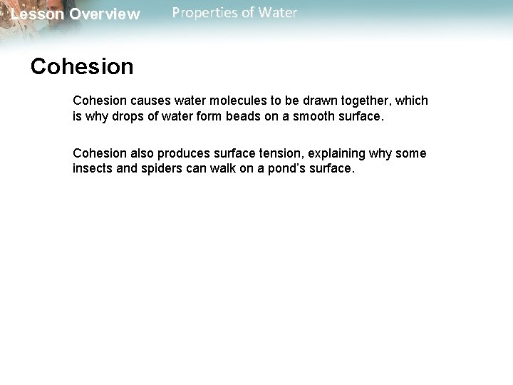 Lesson Overview Properties of Water Cohesion causes water molecules to be drawn together, which