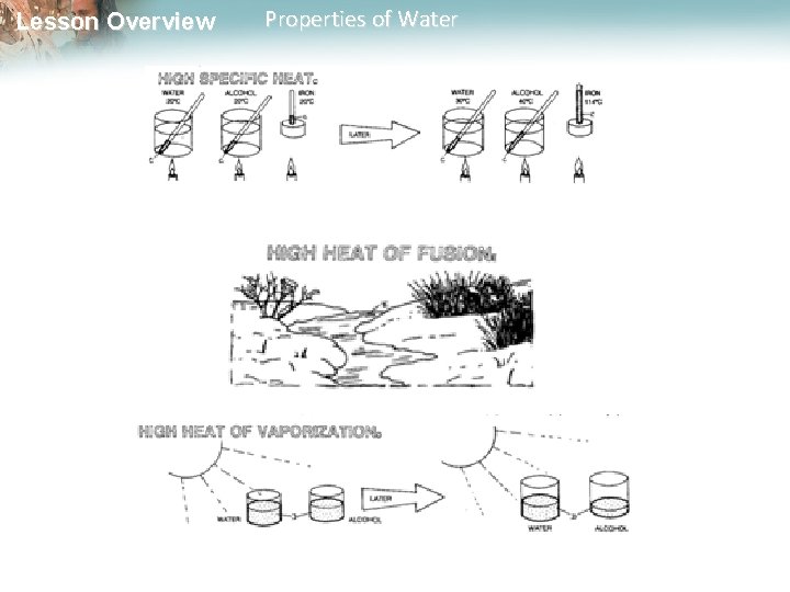 Lesson Overview Properties of Water 