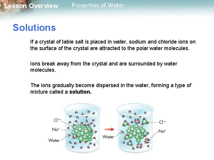 Lesson Overview Properties of Water Solutions If a crystal of table salt is placed