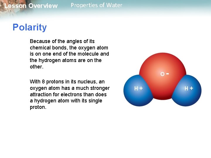 Lesson Overview Properties of Water Polarity Because of the angles of its chemical bonds,