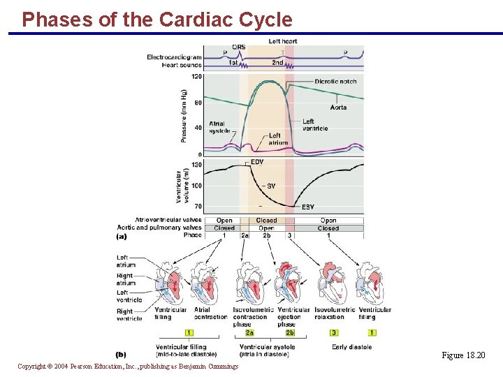 Phases of the Cardiac Cycle Figure 18. 20 Copyright © 2004 Pearson Education, Inc.