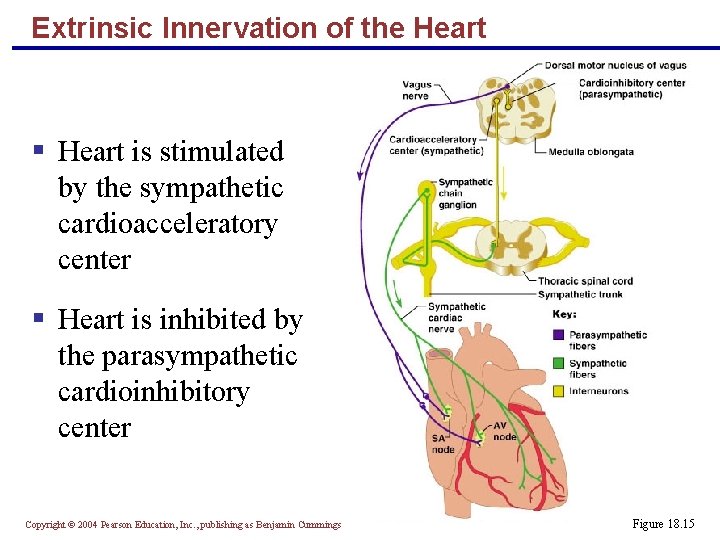 Extrinsic Innervation of the Heart § Heart is stimulated by the sympathetic cardioacceleratory center