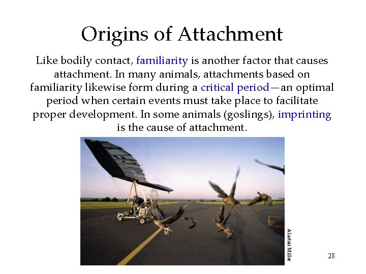 Origins of Attachment Like bodily contact, familiarity is another factor that causes attachment. In