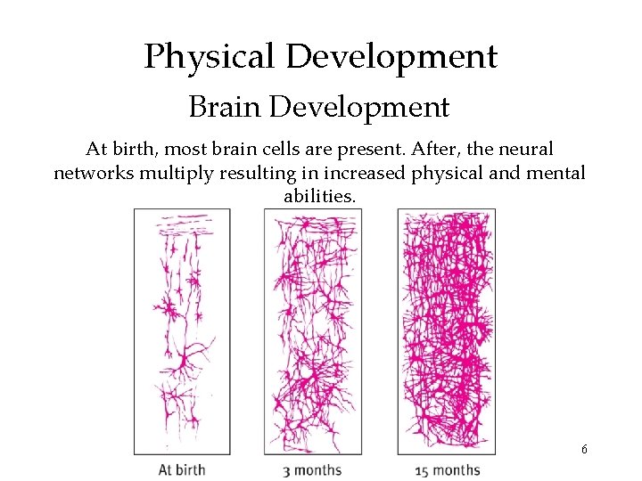Physical Development Brain Development At birth, most brain cells are present. After, the neural