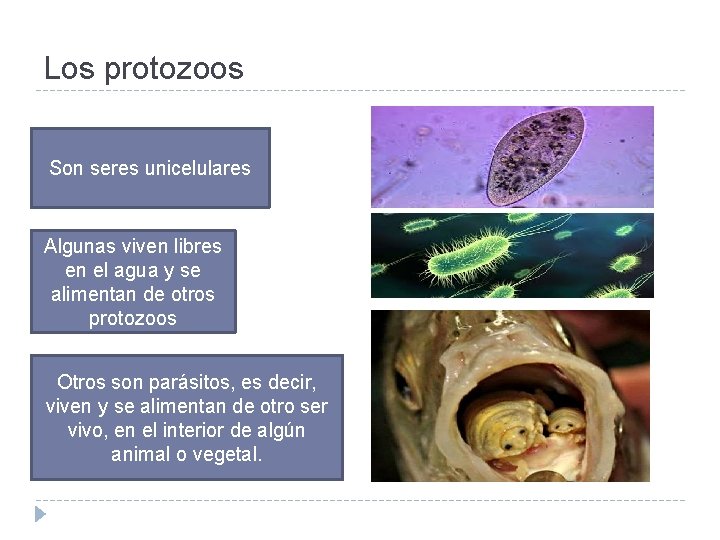 Los protozoos Son seres unicelulares Algunas viven libres en el agua y se alimentan