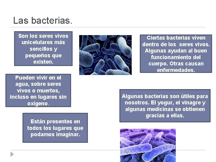 Las bacterias. Son los seres vivos unicelulares más sencillos y pequeños que existen. Pueden