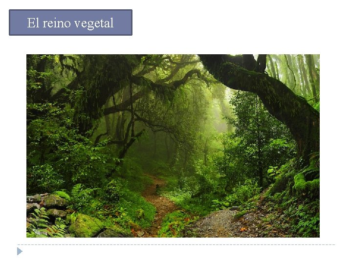 El reino vegetal 