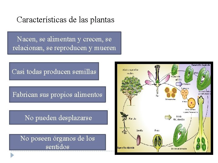Características de las plantas Nacen, se alimentan y crecen, se relacionan, se reproducen y