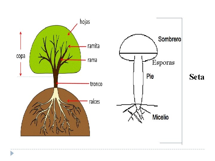 Esporas Seta 