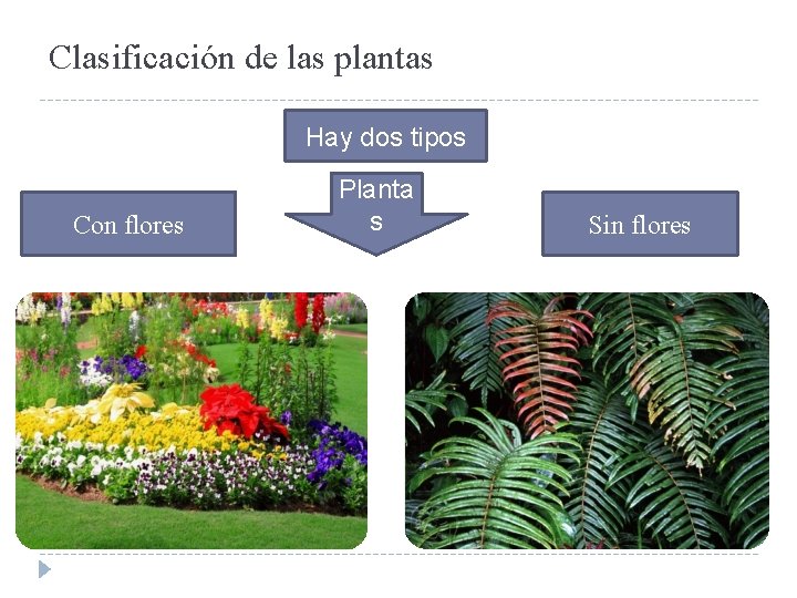 Clasificación de las plantas Hay dos tipos Con flores Planta s Sin flores 