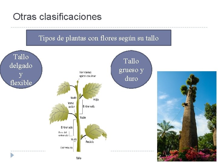 Otras clasificaciones Tipos de plantas con flores según su tallo Tallo delgado y flexible
