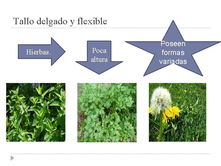 Tallo delgado y flexible Hierbas. Poca altura Poseen formas variadas 