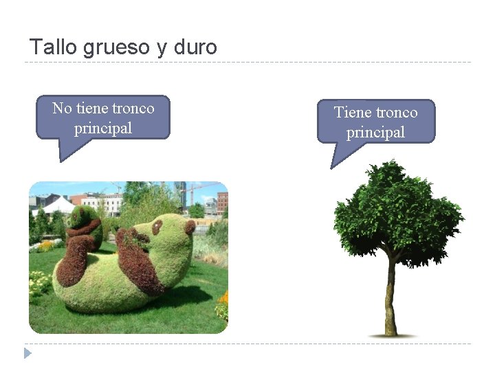 Tallo grueso y duro No tiene tronco principal Tiene tronco principal 