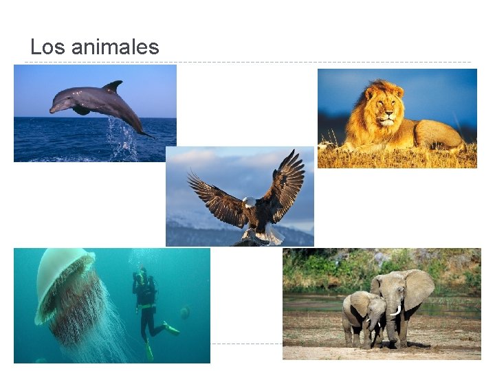 Los animales 