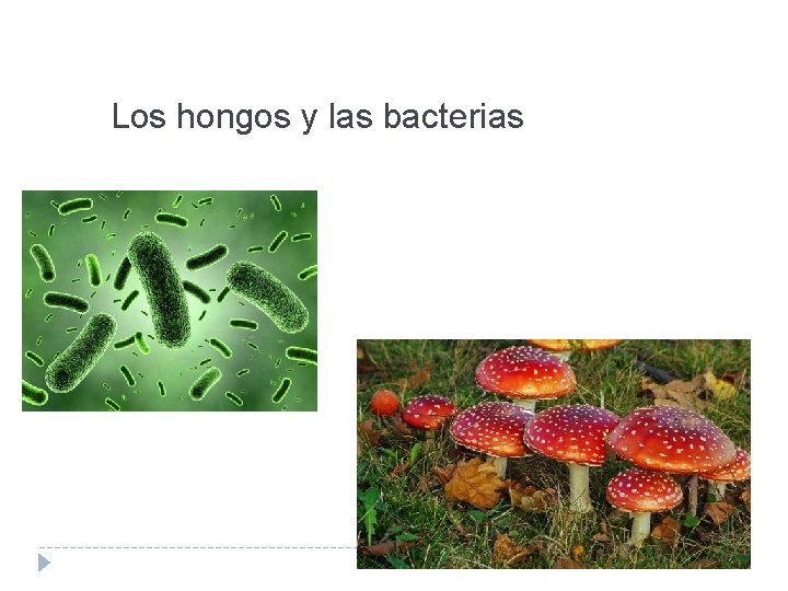 Los hongos y las bacterias 