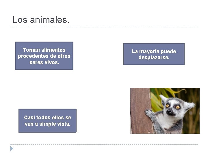 Los animales. Toman alimentos procedentes de otros seres vivos. Casi todos ellos se ven