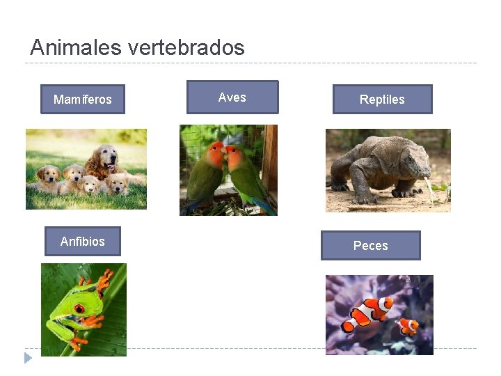 Animales vertebrados Mamíferos Anfibios Aves Reptiles Peces 