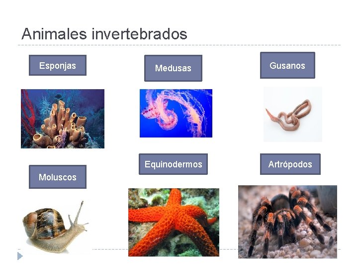 Animales invertebrados Esponjas Medusas Equinodermos Moluscos Gusanos Artrópodos 