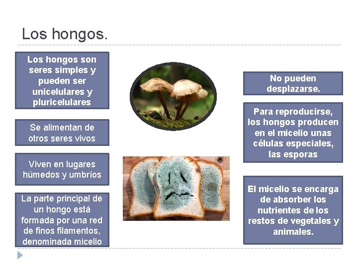 Los hongos son seres simples y pueden ser unicelulares y pluricelulares Se alimentan de