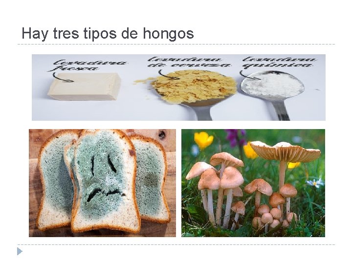 Hay tres tipos de hongos 