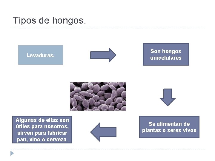 Tipos de hongos. Levaduras. Algunas de ellas son útiles para nosotros, sirven para fabricar