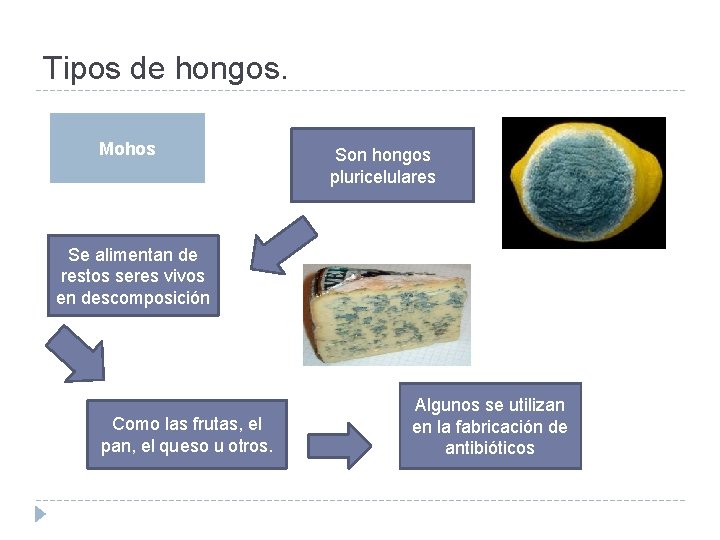 Tipos de hongos. Mohos Son hongos pluricelulares Se alimentan de restos seres vivos en