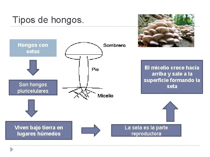 Tipos de hongos. Hongos con setas Son hongos pluricelulares Viven bajo tierra en lugares