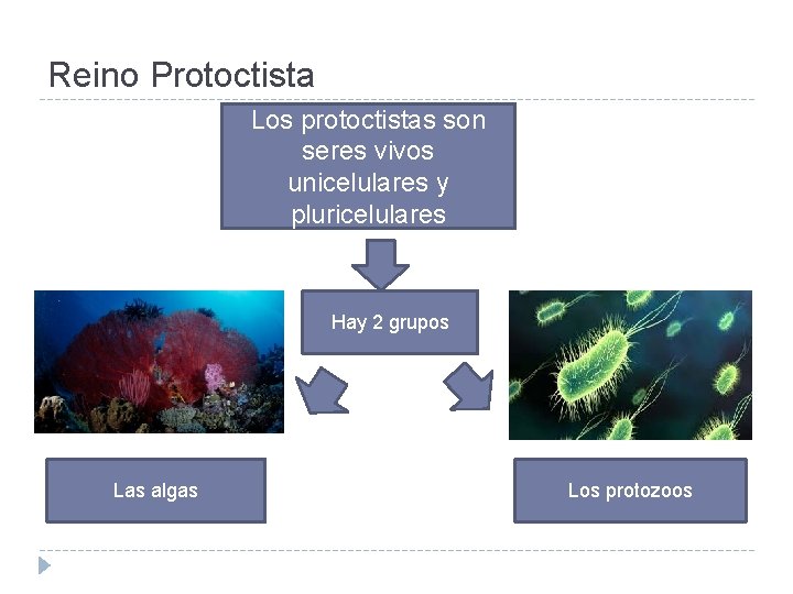 Reino Protoctista Los protoctistas son seres vivos unicelulares y pluricelulares Hay 2 grupos Las