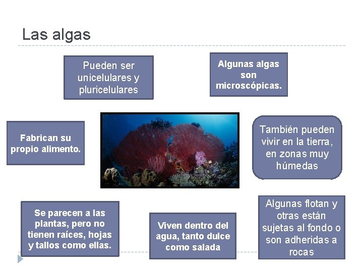 Las algas Pueden ser unicelulares y pluricelulares Algunas algas son microscópicas. También pueden vivir